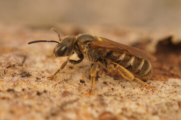 Closeup on a small female Common bronze furrow bee, Halictus tumulorum sitting on wood