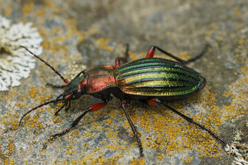 Natural closeup on a colorful large metallic green and red ground beetle, Carabus auronitens in Austria