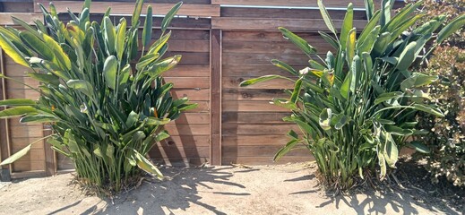 Coniferous plant foliage  