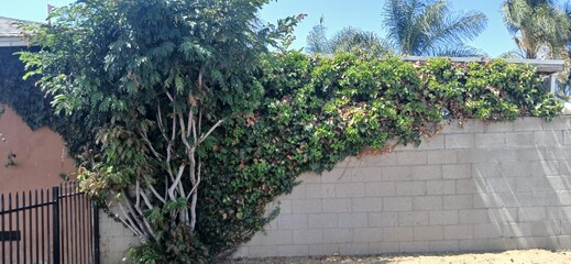 Coniferous plant foliage  