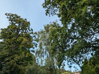 trees and sky