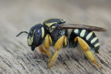 Closeup on the endangered Mediterranean Trachusa integra woolcarder solitary bee, a European red listed species