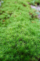 寺院の庭を覆う緑の苔