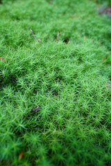 寺院の庭を覆う緑の苔