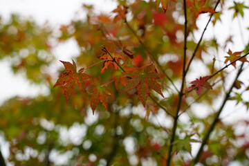 色づき始めた日本楓