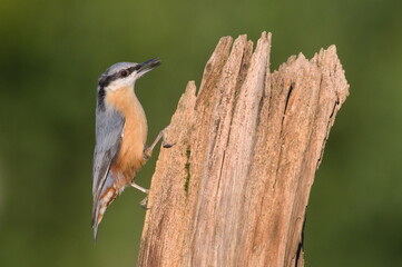 Sitta europaea aka Eurasian nuthatch with the seed in his beak. Very close-up portrait. Isolated on blurred background.