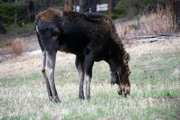 moose grazing near alice colorado