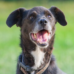 Naklejka premium Happy smiling crossbreed dog is enjoying the walk with his loved master. Detail portrait. Open mouth and visible tongue. Czech republic.
