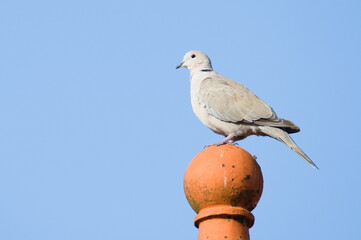 Streptopelia decaocto aka Eurasian Collared Dove perched on the roof in residential area. Isolated on sky background.