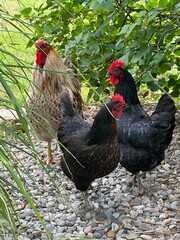 range chicken
