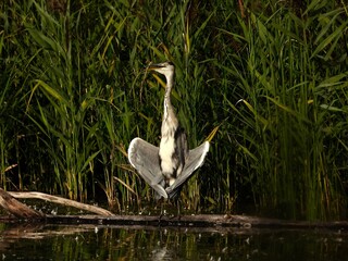 great  heron ardea cinerea