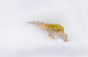 Cute lizard smiling on a white background, close-up. Plenty of space for writing around the gecko