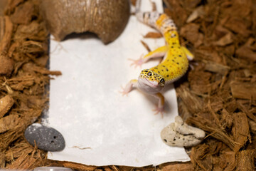 gecko lizard smiling standing on a background for text, top view, macro