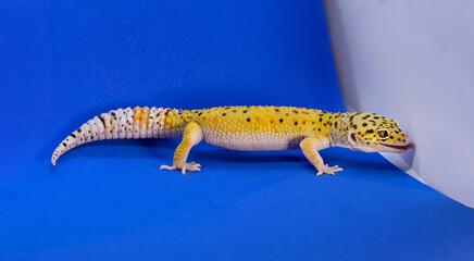 Obraz premium Leopard gecko in full growth, the lizard licks the background. Place for text