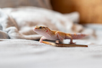 Profile of a smiling gecko close-up. Full length lizard
