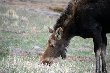 Fototapeta premium moose grazing near alice colorado