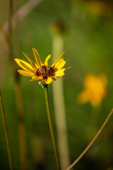 Yellow Flower