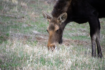 moose grazing near alice colorado