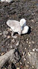 Baby swan