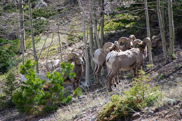 bighorn sheep guanella pass colorado