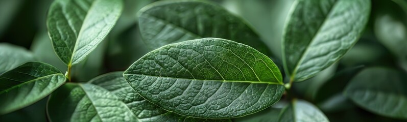 Obraz premium Close up of a leaf with a green background, plant background, banner, copy space