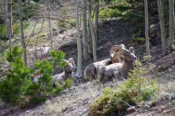 bighorn sheep guanella pass colorado
