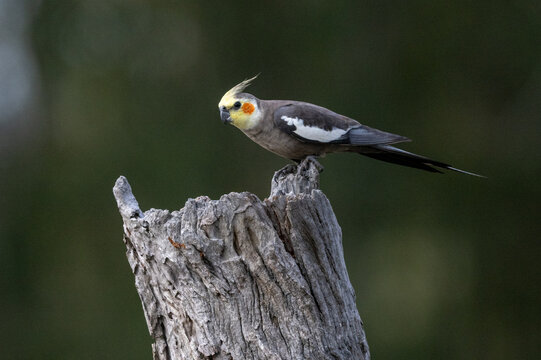 A wild Cockatiel arrives at a dead tree hollow to inspect it for a possible nest in the late winter. 