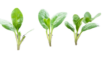 Newly grown plant seedlings on the soil white background