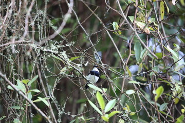 Rwenzori batis (Batis diops) is an endemic bird native to the Albertine Rift montane forests. This photo was taken  in Nyungwe National Park, Rwanda.