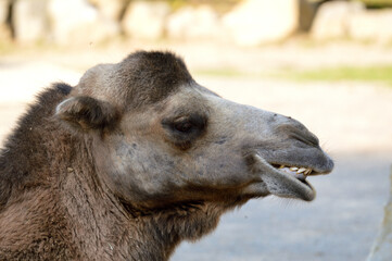 Fototapeta premium Camel