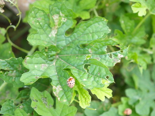 Damage to bitter gourd leaves caused by pests (28-spotted eggplant beetle). Closeup photo, blurred.