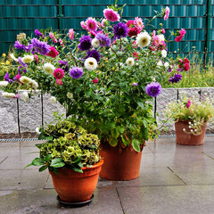 Ein Tontopf mit bunten Sommerastern steht nach einem Sommerregen vor einer Granitmauer und einem grünen Gartenzaun