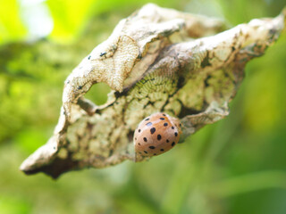 Eggplant beetle, 28 spots on bitter gourd leaves use for pesticide or insecticide product concept, Closeup photo, blurred.