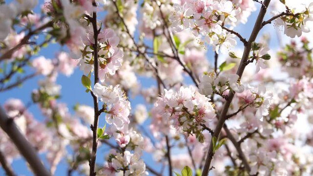 Delicate pink blossoms of the Prunus Elvins tree, bathing in soft spring sunlight and swaying in the breeze. The concept of spring, renewal, and hope.