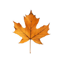 Fototapeta premium autumn maple leaf isolated on the white background