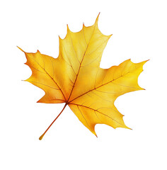 Obraz premium autumn maple leaf
