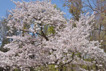長居植物園の桜