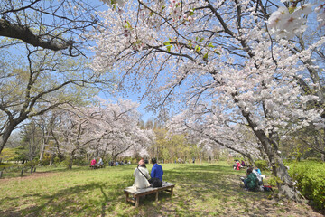 長居植物園の桜