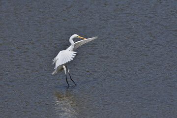 長居植物園のダイサギ