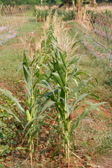 corn plants line in corn field
