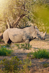 Naklejka premium Rhino, conservation and protected in nature with ecosystem, poaching prevention and safe environment. Endangered species, survival and animal in territory for awareness in wildlife reserve in Africa