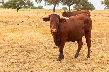 Profile of a Retinta cow in the summer meadow looking at the camera.