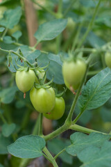 photo of green tomato fruit in farmfield