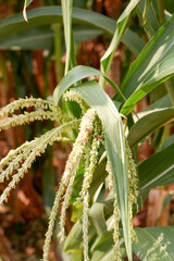photo corn flower plants line in corn field