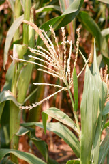 photo green young corn flower plants