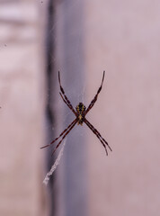 zoom photo of black spider in its web