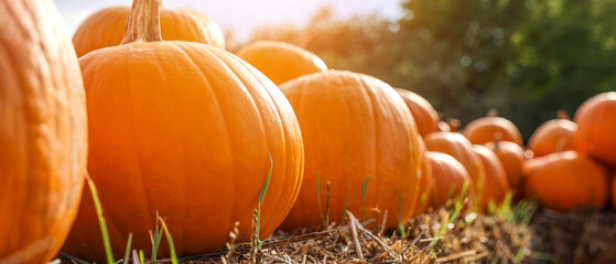 Many ripe pumpkins at farm, closeup