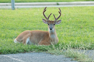 White-tailed Deer Buck Lying in Grass at Sunset