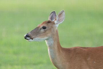 Closeup of a White-tailed Deer Doe at Sandy Hook