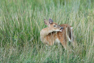 White-tailed Deer Fawn in Sandy Hook